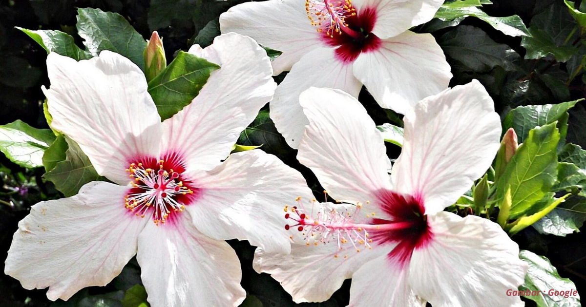 Khasiat Tersembunyi Bunga Raya Putih Yang Mungkin Ramai Tak Sedar