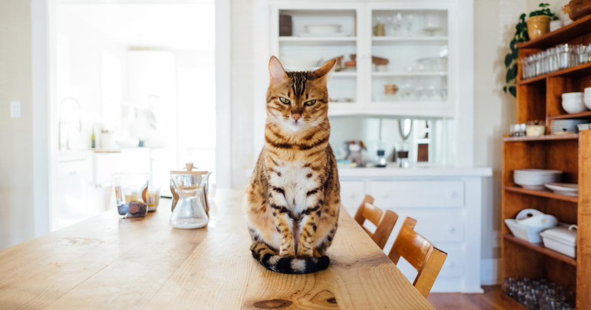 10 Tip Harian Ini Bantu Hapuskan Bau Kucing Yang Kuat Dalam Kediaman