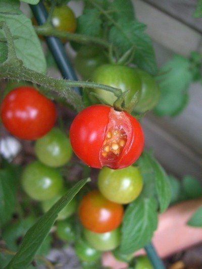 3 Punca Utama Buah Tomato Rosak Dan Tak Menjadi