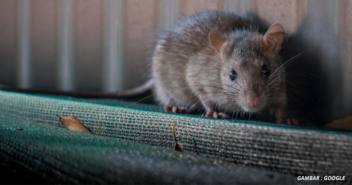 Cara halau tikus dalam rumah