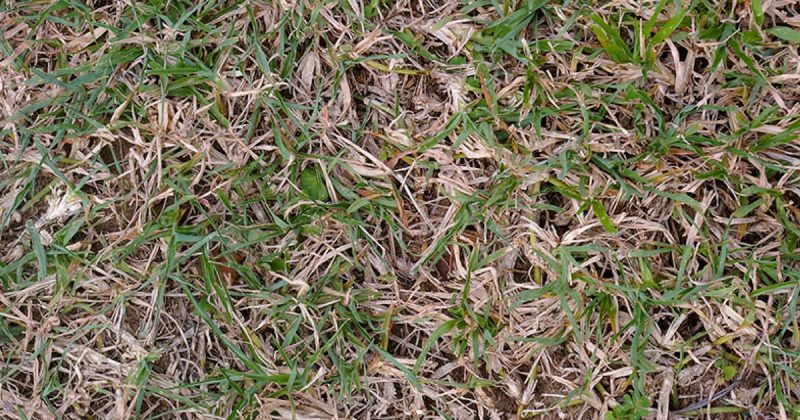 7 Jenis Kulat Yang Boleh Sebabkan Rumput Di Laman "Sakit" 3