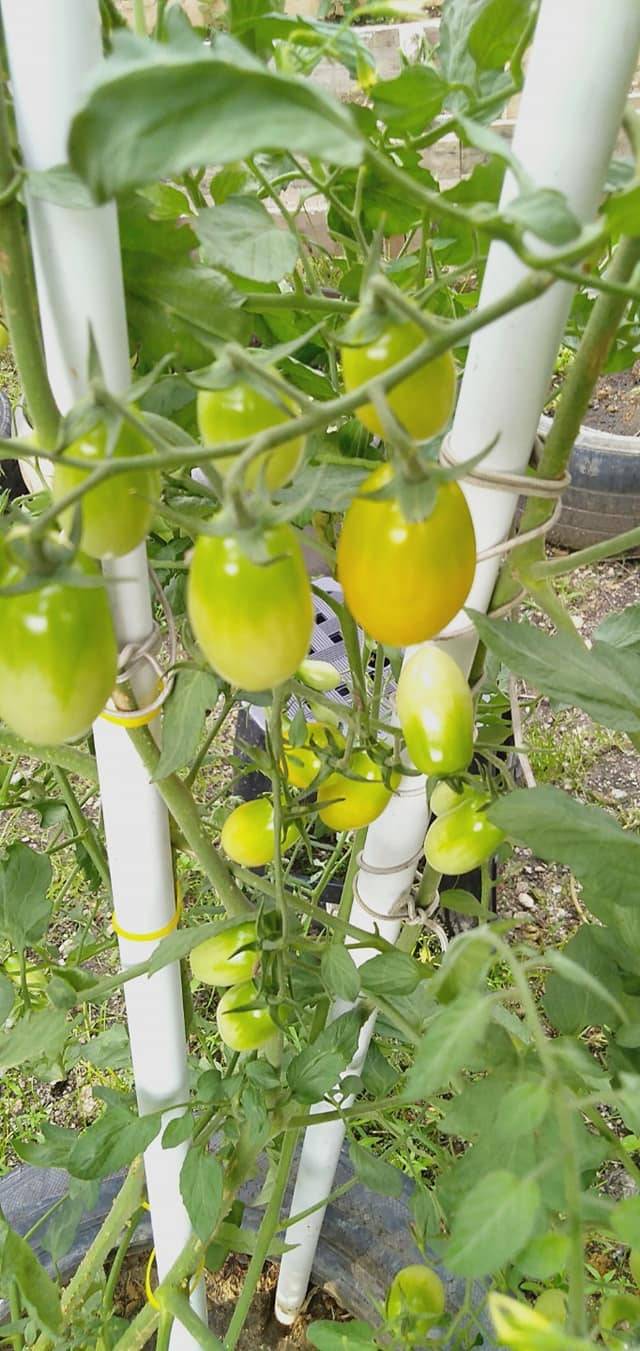 Sembur Cuka Kayu Hasilkan Buah Tomato Berkualiti Dan Manis