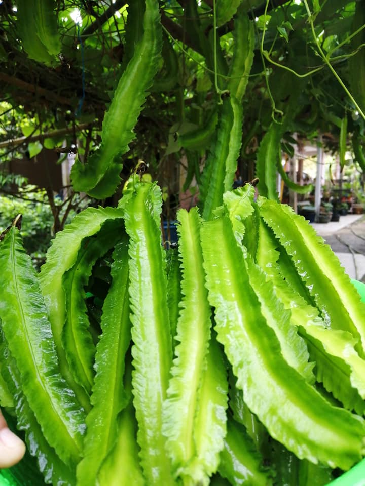 Kacang Botor Tak Berbuah Dan Mabuk Daun, Selain Baja Ni Yang Perlu Dilakukan