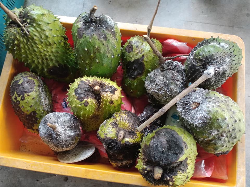 Buah Durian Belanda Rosak Dan Ada Tampok-Tampok Hitam, Rupanya Ini Yang Perlu Dilakukan