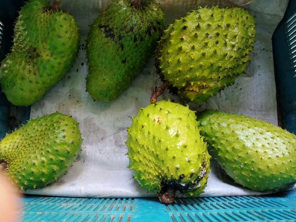 Buah Durian Belanda Rosak Dan Ada Tampok-Tampok Hitam, Rupanya Ini Yang Perlu Dilakukan