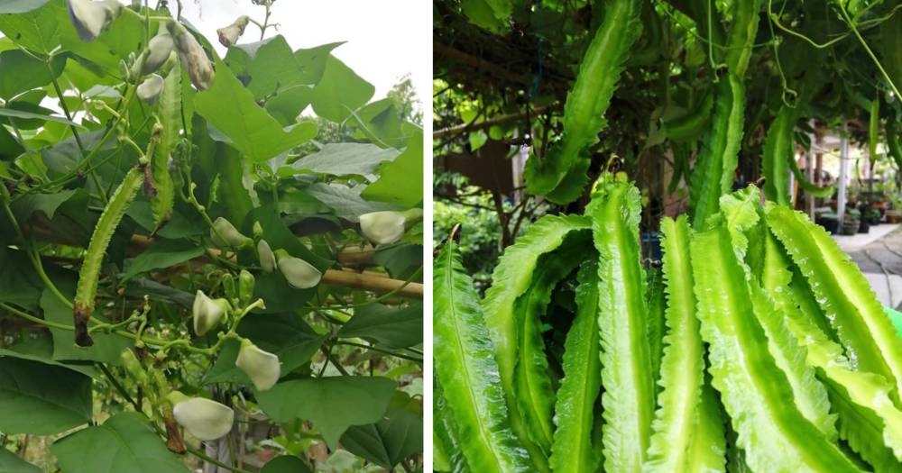 Kacang Botor Tak Berbuah Dan Mabuk Daun, Selain Baja Ni Yang Perlu Dilakukan