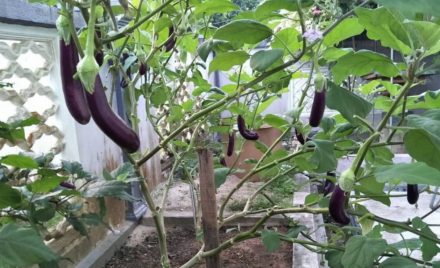 Pokok Dah Tua Dan Tidak Berbuah Ini Yang Perlu Anda Lakukan Impiana