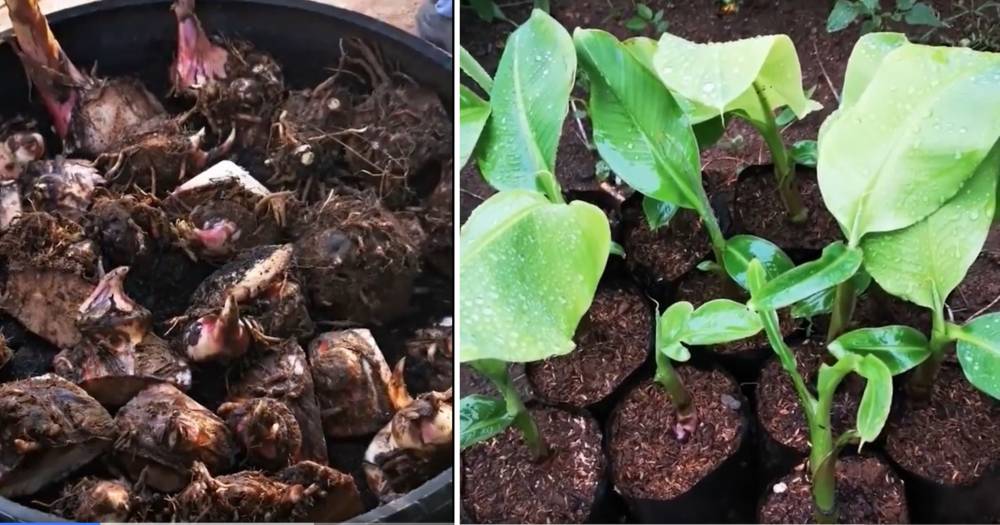 Teknik Mudah Biak Pisang Dari Satu Bonggol, Boleh Hasilkan 10 Anak Pokok Serentak