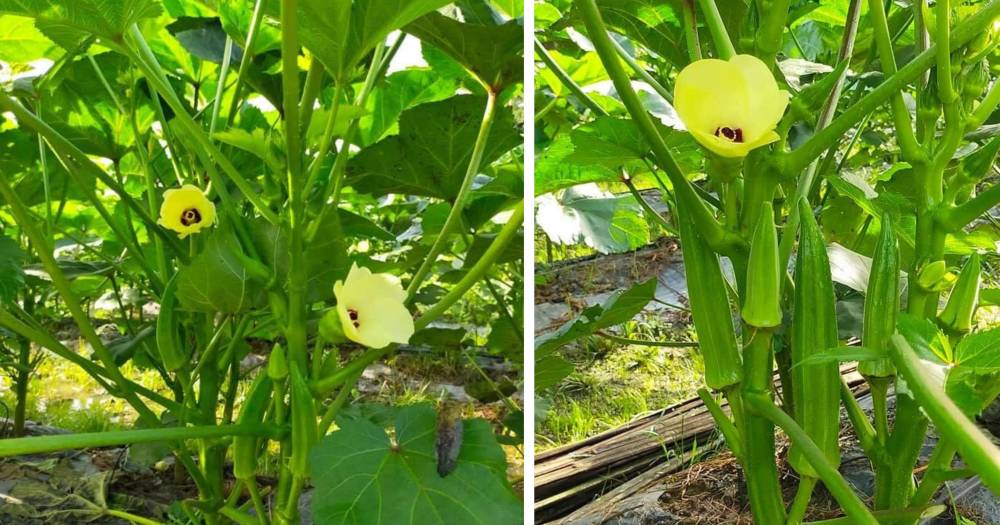 Tip Nak Bagi Cabang Pokok Bendi Untuk Hasil Yang Banyak