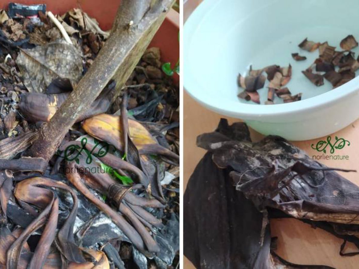10 Kegunaan Dan Khasiat Kulit Pisang Yang Rugi Kalau Anda Tak Tahu Impiana
