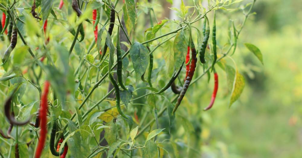 Terlebih Nitrogen Punca Pokok Cili Lebat Daun Tapi Kedekut Buah