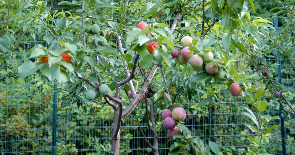 Lelaki Ini Berjaya Hasilkan 40 Varieti Buah Berbeza Dalam Satu Pokok