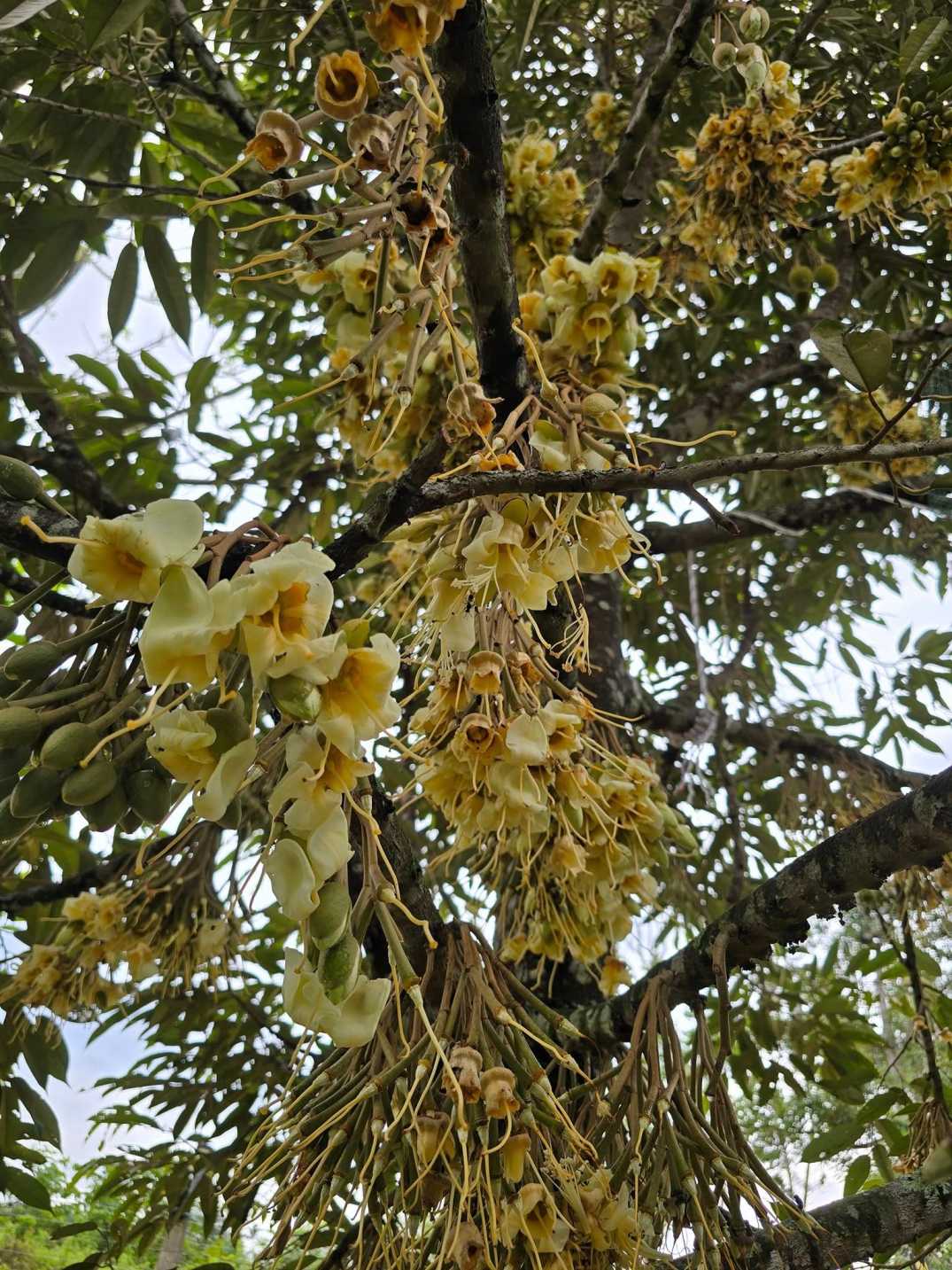 Bunga Durian Musang King Luruh Tepi Rumah, Jangan Buang, Boleh Buat Rendang 6 Bunga Durian Musang King Luruh Tepi Rumah, Jangan Buang, Boleh Buat Rendang