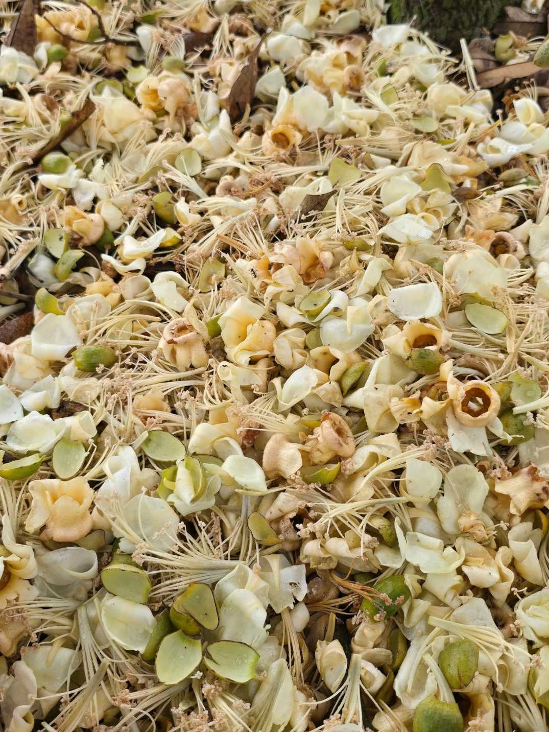 Bunga Durian Musang King Luruh Tepi Rumah, Jangan Buang, Boleh Buat Rendang 7 Bunga Durian Musang King Luruh Tepi Rumah, Jangan Buang, Boleh Buat Rendang